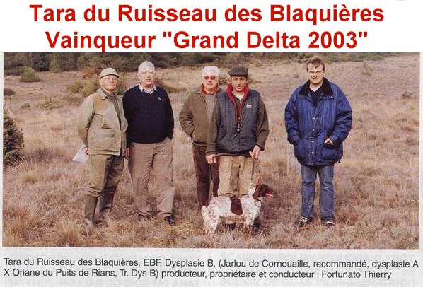 Tara du Ruisseau des Blaquires, pagneul breton vainqueur du Grand Delta 2003