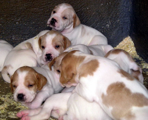 Les chiots pointer anglais de Nutsie du Mont des Sources