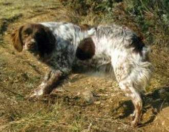 Tara du Ruisseau des Blaquires, femelle pagneul breton,  l'arrt sur bcasse