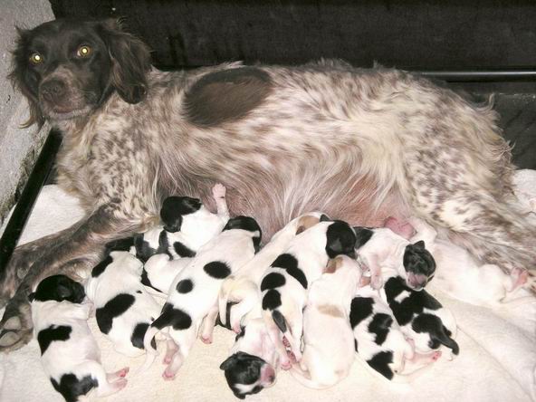 Tara du Ruisseau des Blaquires, et ses chiots pagneul breton