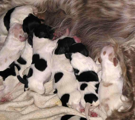 Tara du Ruisseau des Blaquires, pagneul breton et ses chiots