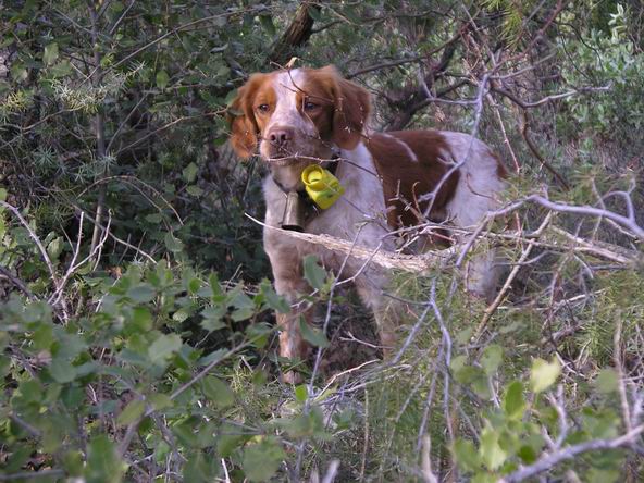 Taz du Ruisseau des Blaquires, chien bcassier, talon pagneul breton,  l'arrt