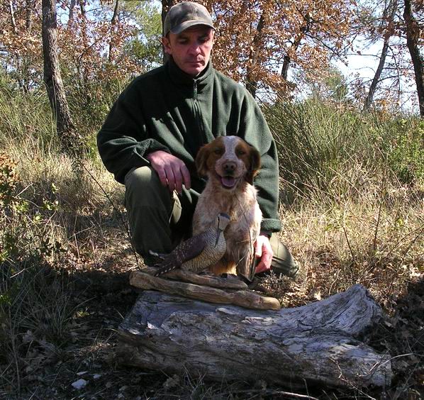 Taz du Ruisseau des Blaquires, mle pagneul breton bcassier,  l'arrt sur bcasse