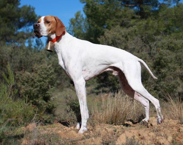 Cirio du Ruisseau des Blaquires, talon Pointer anglais