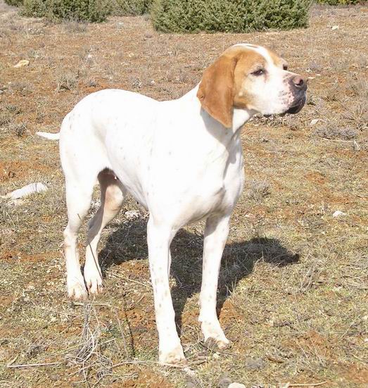 Nutsie du Mont des Sources, femmelle pointer anglais