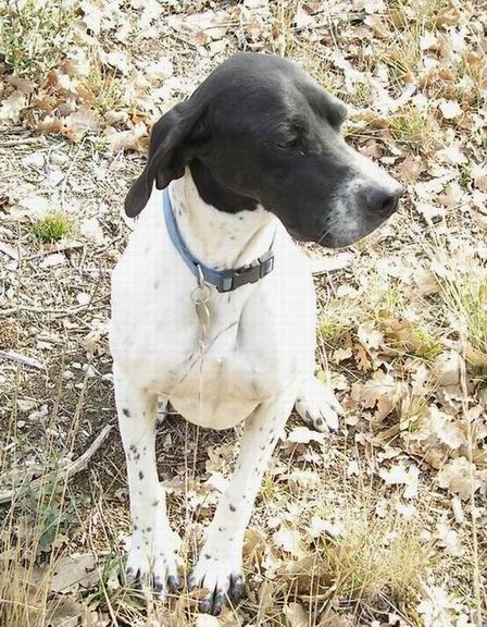 Tania du Ruisseau des Blaquires, femelle pointer anglais