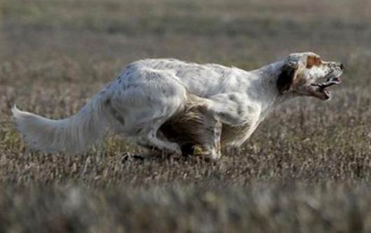 Akim du Haut de Coublucq, mâle Setter Anglais