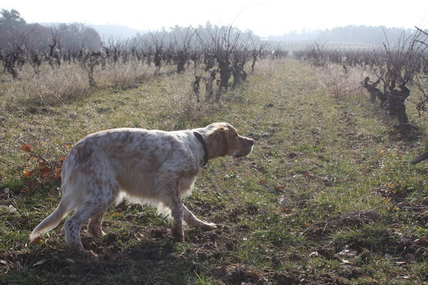 Caly, femelle Setter-Anglais