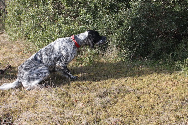 Clayis du Ruisseau des Blaquires, femelle Setter-Anglais