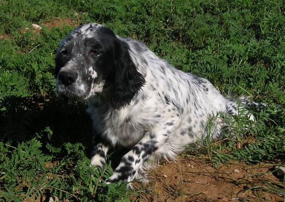 Toffee du Milobre de Bouisse, femelle Setter-Anglais