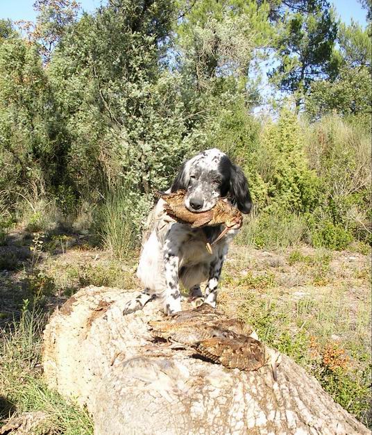 Toffee du Milobre de Bouisse, chienne Setter anglais